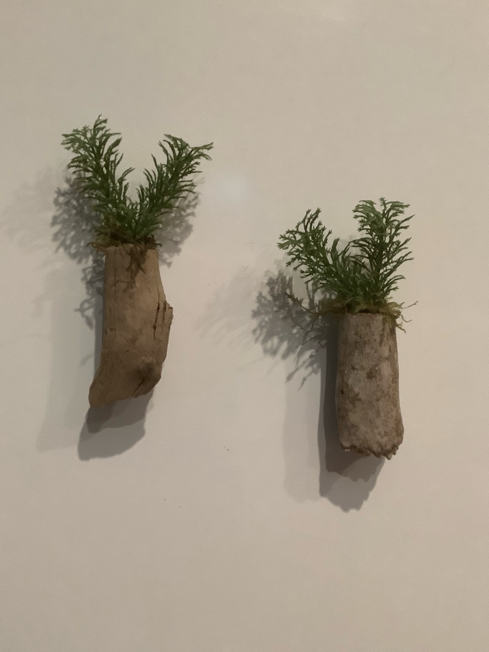 Driftwood Art, Driftwood Faux Plant Magnets, Driftwood Faux Greenery Coastal Art